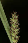 Buxbaum's sedge